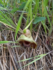 Aristolochia bottae