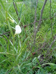 Lathyrus gloeospermus