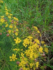 Prangos ferulacea