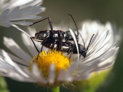 Chlorophorus sartor