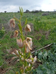 Fritillaria persica