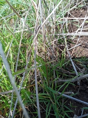 Scrophularia galilaea