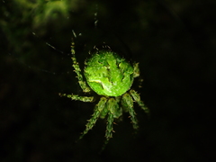 Cryptaranea