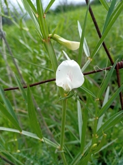 Lathyrus gloeospermus