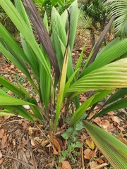 Setaria palmifolia