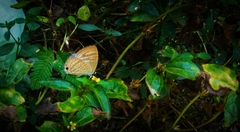 Jamides celeno celeno