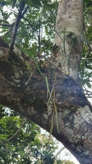 Dendrobium schoeninum