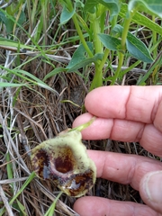 Aristolochia bottae