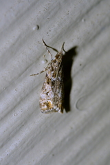 Eudonia minualis