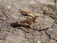 Dociostaurus maroccanus