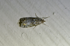 Eudonia minualis