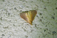 Udea daiclesalis