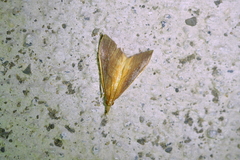 Udea daiclesalis