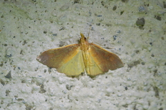 Udea daiclesalis