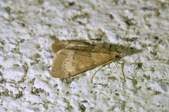 Uresiphita maorialis