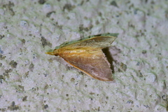 Udea daiclesalis