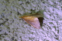 Udea daiclesalis