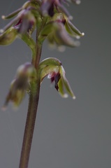Genoplesium tasmanicum