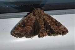 Ichneutica morosa
