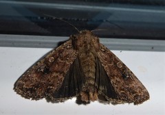 Ichneutica morosa
