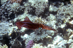 Sepioteuthis lessoniana