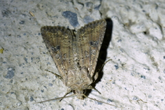 Ichneutica morosa