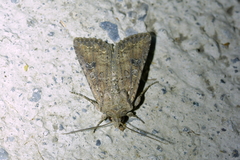 Ichneutica morosa