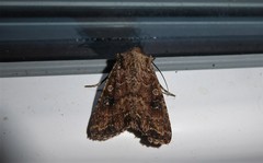 Ichneutica morosa