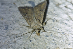 Ichneutica morosa