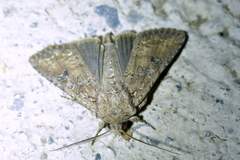 Ichneutica morosa