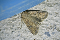 Ichneutica morosa