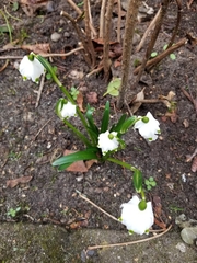 Leucojum vernum