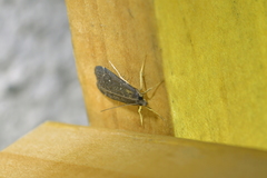 Eudonia oculata