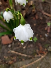 Leucojum vernum