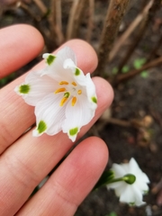 Leucojum vernum