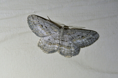 Zermizinga indocilisaria