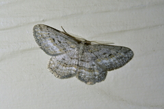 Zermizinga indocilisaria