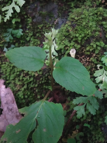 Epithema carnosum, photograph 2