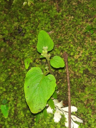 Epithema carnosum, photograph 3