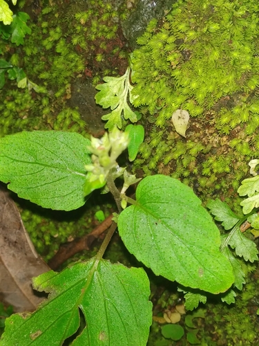 Epithema carnosum, photograph 4