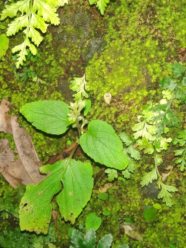 Epithema carnosum, photograph 5
