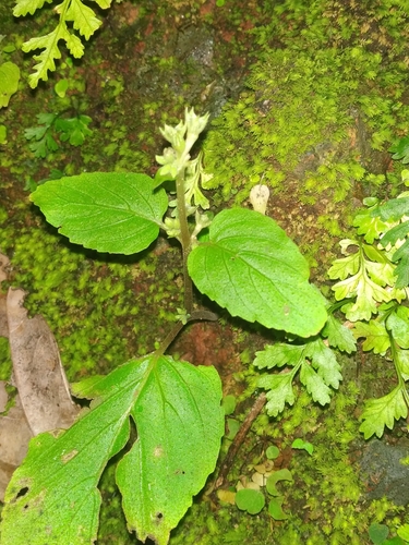 Epithema carnosum, photograph 6