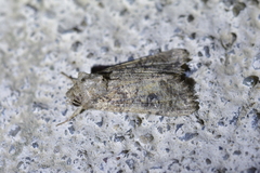 Ichneutica morosa