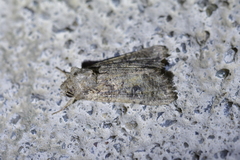 Ichneutica morosa