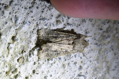 Ichneutica morosa