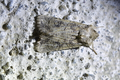 Ichneutica morosa