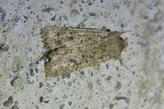 Ichneutica morosa