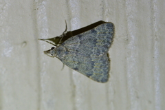 Dichromodes sphaeriata