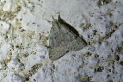 Dichromodes sphaeriata