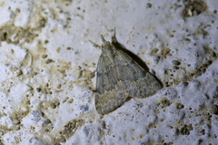 Dichromodes sphaeriata